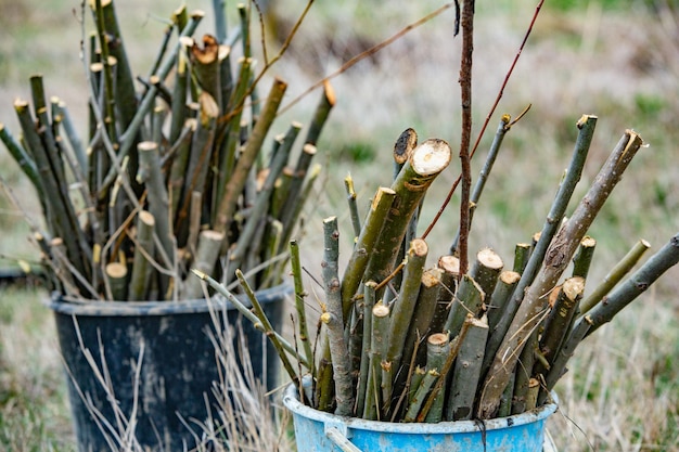 Wierzba hakuro nishiki kiedy ciąć aby cieszyć się pięknym pokrojem?