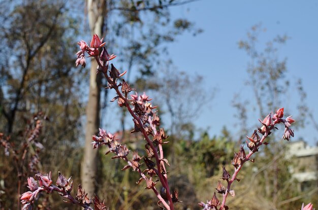 Wierzba iwa jak szybko rośnie w polskich ogrodach?