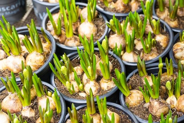 Cebulki kiedy sadzić aby cieszyć się pięknym ogrodem?