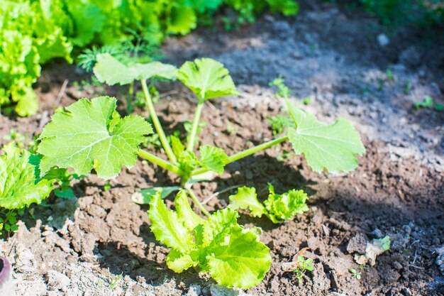 Czy dawać obornik pod ogórki?