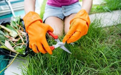 Czym odżywić trawnik aby był gęsty i zielony?