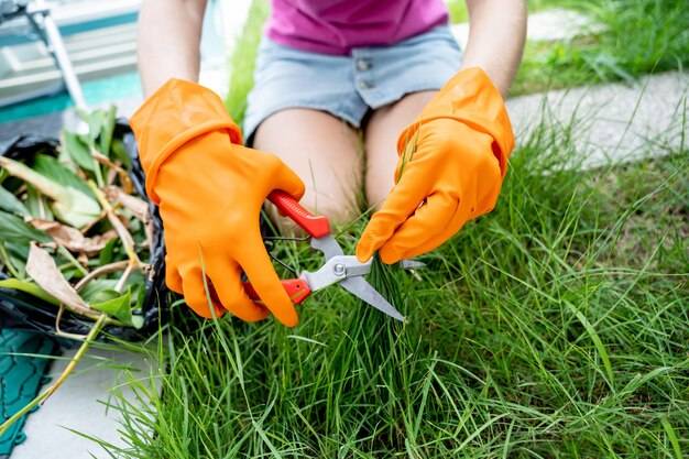 Czym odżywić trawnik aby był gęsty i zielony?