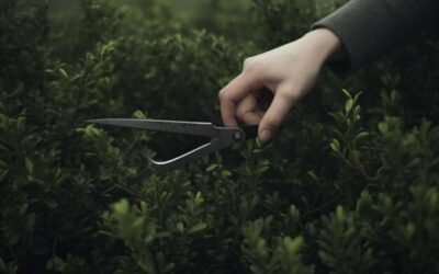 Czym wyciąć krzaki w ogrodzie, aby nie uszkodzić innych roślin?