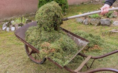 Czym zlikwidować mech w ogrodzie bez użycia chemii?