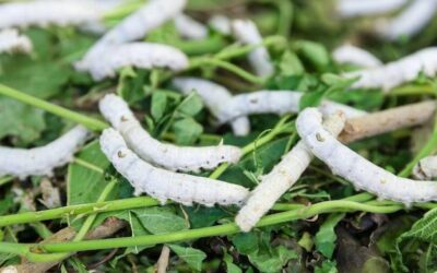 Czym zwalczać korniki w domowym ogrodzie?
