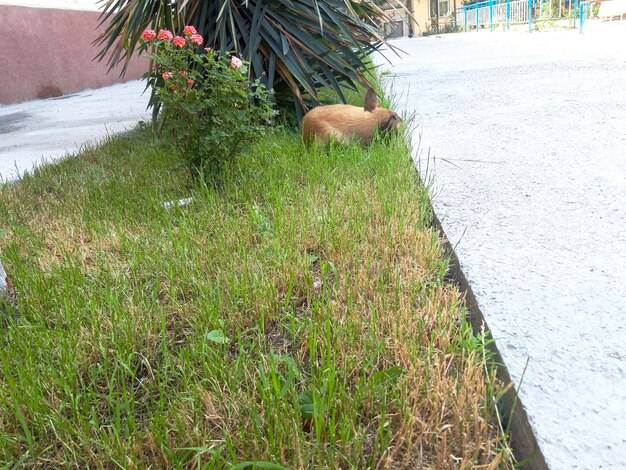 Jak ożywić trawnik po zimie i cieszyć się zieloną murawą?