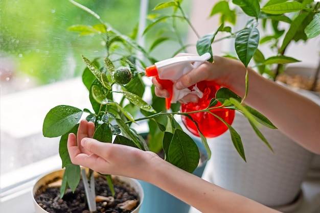 Jak podlewać pomidory gnojówką aby uzyskać zdrowe plony?