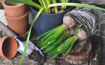 Jak sadzić kwiaty cebulowe w ogrodzie?