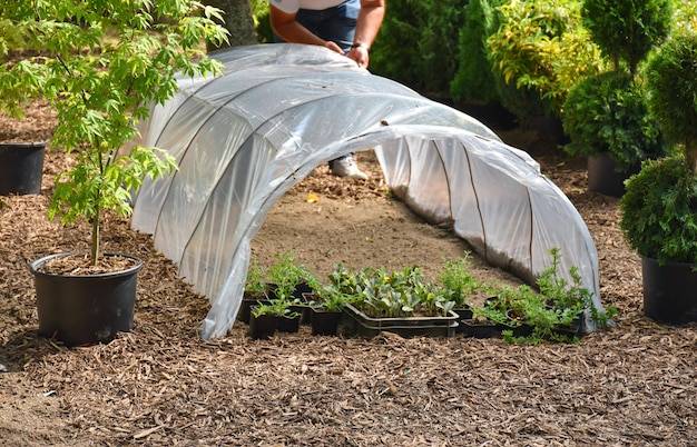 Jak sadzić w tunelu foliowym, aby cieszyć się zdrowymi plonami?