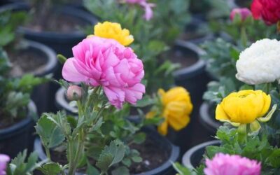 Jak uprawiać eustomę w domowym ogrodzie?