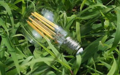 Jaka żarówka do uprawy roślin sprawdzi się w mieszkaniu?