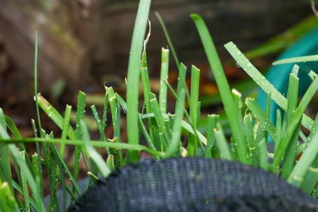 Jaki nawóz do trawy z mchem wybrać?