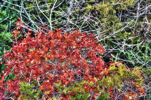 Jakie krzewy szybko rosną i urozmaicają ogród?