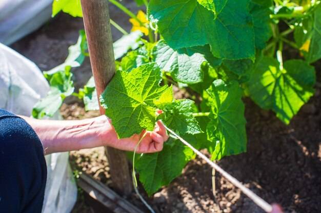 Jakie pH pod ogórki wpływa na plonowanie?