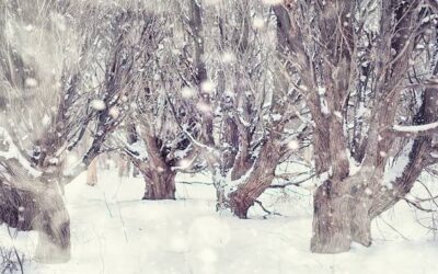 Po co się bieli drzewa i jakie daje to korzyści?