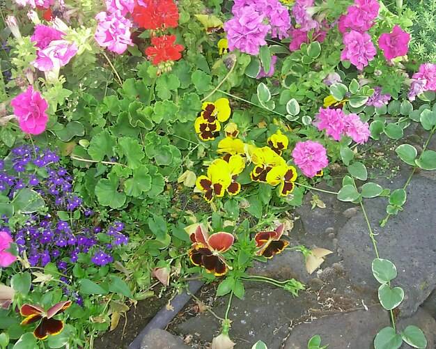 Budleja trójkolorowa jak uprawiać ten wyjątkowy krzew w ogrodzie?