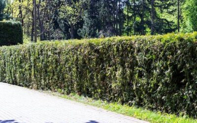 Co posadzić przy ogrodzeniu z siatki, aby zyskać więcej prywatności?