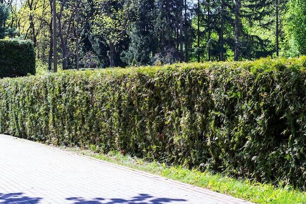 Co posadzić przy ogrodzeniu z siatki, aby zyskać więcej prywatności?