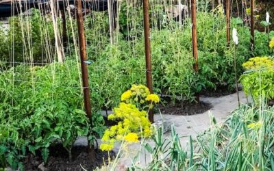 Co posadzić w cieniu w ogrodzie żeby cieszyć się zielenią przez cały sezon?