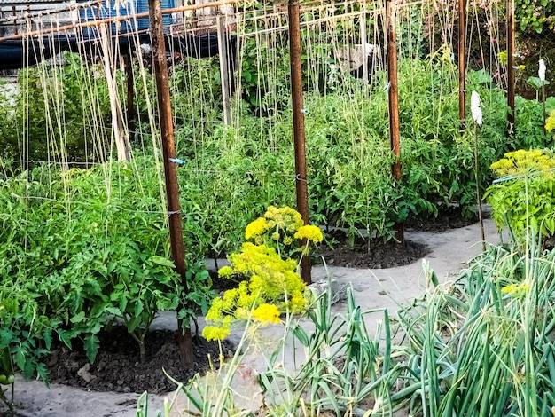 Co posadzić w cieniu w ogrodzie żeby cieszyć się zielenią przez cały sezon?