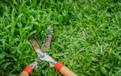 Czy trawy ozdobne się przycina i kiedy warto to zrobić?