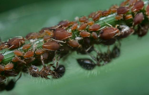 Czym skutecznie zwalczyć mszyce w ogrodzie?