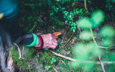 Czym zniszczyć mech w ogrodzie?