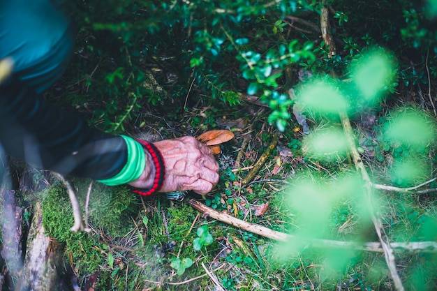 Czym zniszczyć mech w ogrodzie?