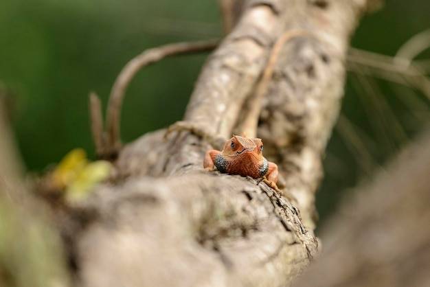 Gdzie najczęściej są kleszcze i jak ich unikać?