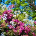 Jakie krzewy kwitną całe lato w polskich ogrodach?
