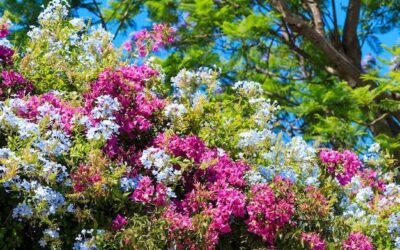 Jakie krzewy kwitną całe lato w polskich ogrodach?