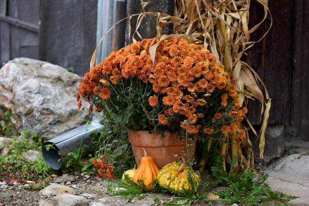 Jakie kwiaty sadzić jesienią aby cieszyć się wiosennym ogrodem?