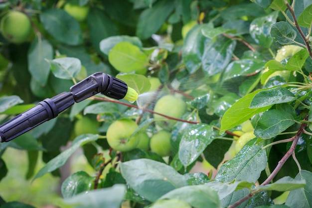 Jakie opryski na śliwki sprawdzą się w sadzie?
