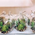Jakie rośliny do otwartego słoika sprawdzą się najlepiej?