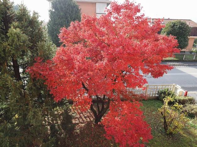 Klon japoński jak sadzić w przydomowym ogrodzie?
