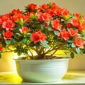 Kwiat azalia doniczkowa jak pielęgnować w domowych warunkach?