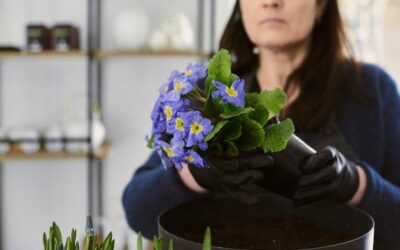 Mieczyki jak sadzić i pielęgnować żeby cieszyć się pięknymi kwiatami?