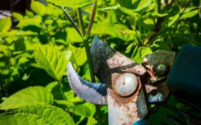 Mszyce na mięcie jak się pozbyć ich z ogrodu?