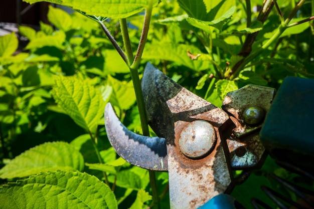 Mszyce na mięcie jak się pozbyć ich z ogrodu?