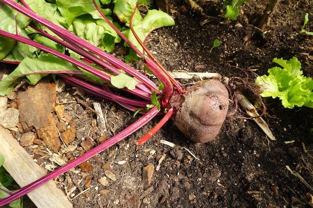 Obok czego sadzić buraki aby rosły zdrowo?