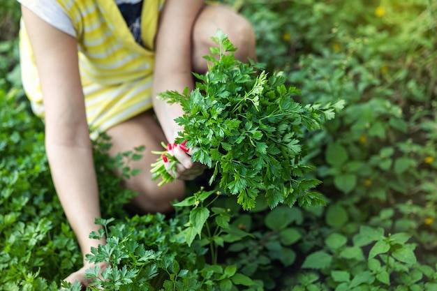 Pietruszka przy czym siać żeby rosła zdrowo?