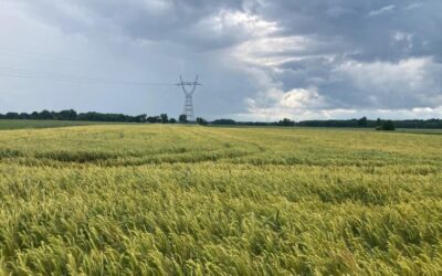 Ogród, działka i uprawa bez chaosu – postaw na sprawdzone rozwiązania