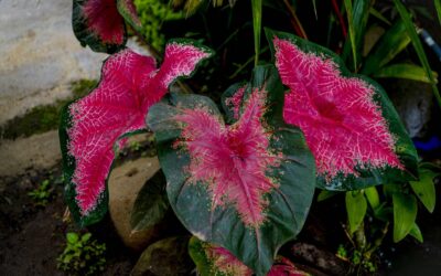 Hibiskus bagienny jaka ziemia będzie dla niego odpowiednia?