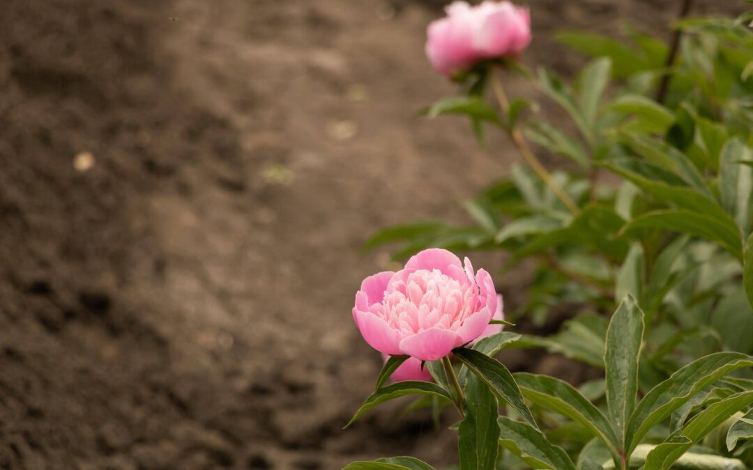 Camellia japonica jaka ziemia będzie odpowiednia do uprawy?