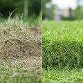 Co na chwasty w trawniku sprawdza się najlepiej?
