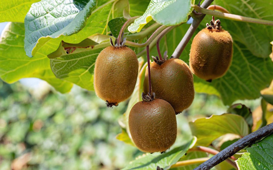 Jak hodować kiwi w domu i cieszyć się własnymi owocami?