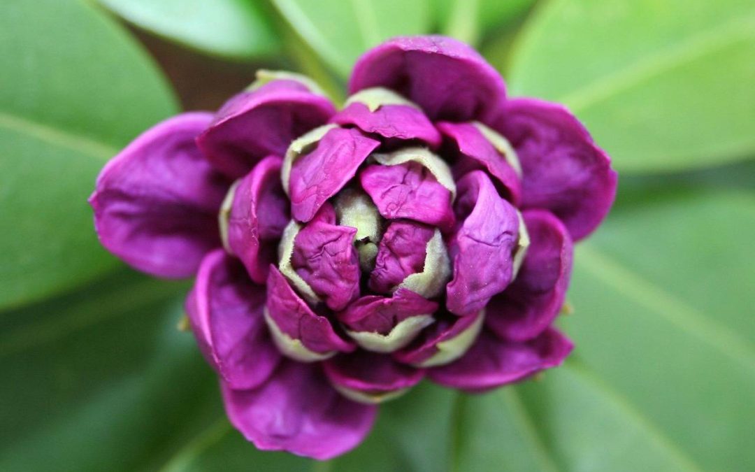 Jak podlewać rododendron, by cieszył oczy przez cały sezon?
