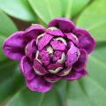 Jak podlewać rododendron, by cieszył oczy przez cały sezon?