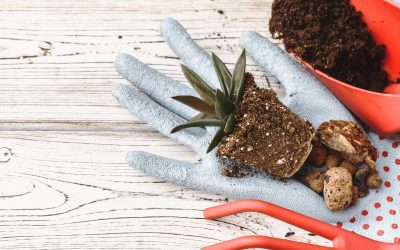 Jaki nawóz na zimę sprawdzi się w ogrodzie?