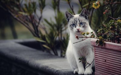 Jakie warzywa sadzić w doniczce na balkonie?